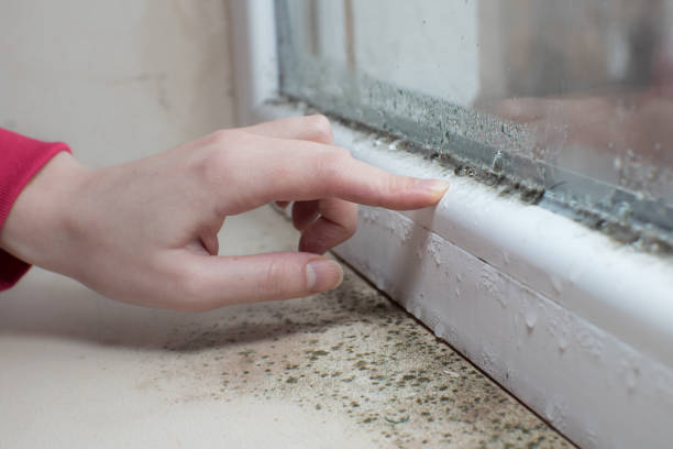 Mold Remediation for Vacation Homes in Springfield, MI