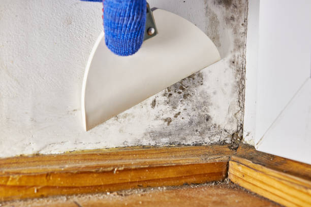 Best Air Quality Testing for Mold Spores  in Springfield, MI